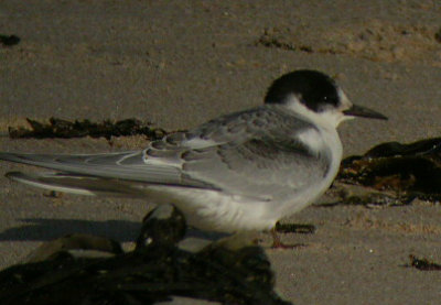 Arctic Tern (Sterna paradisaea)