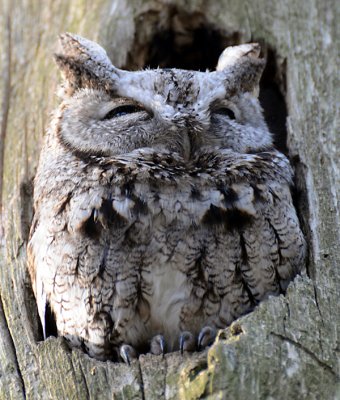 Eastern Screech Owl (Megascops asio)