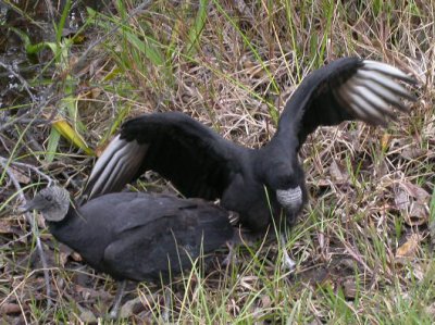 Black Vultures (Coragyps atratus) 