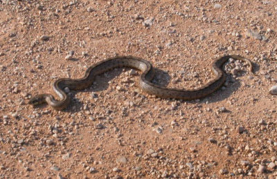 Montpellier Snake ( Malpolon monspessulanus Culebra bastarda) ?