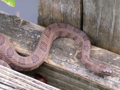 Brown Water Snake ? 