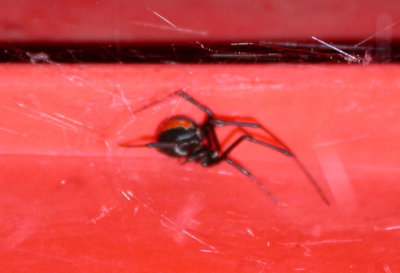 Red-backed Spider