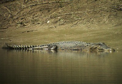 Salt-Water Crocodile 