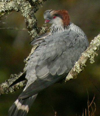 Top-knot Pigeon