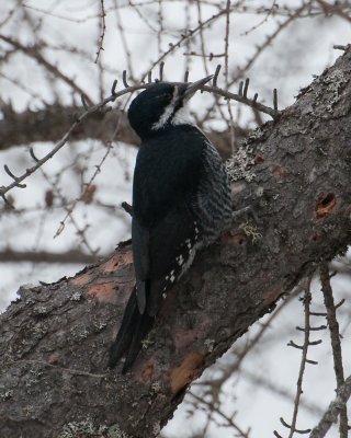 Black-backed Woodpecker (Picoides arcticus)