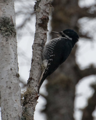 Black-backed Woodpecker (Picoides arcticus)