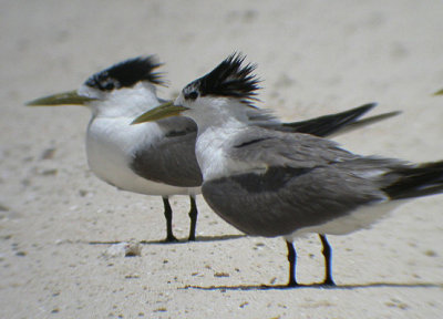 Crested Tern (Thalasseus bergii)