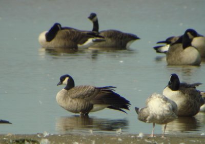 Cackling Goose (Branta hutchinsii) 