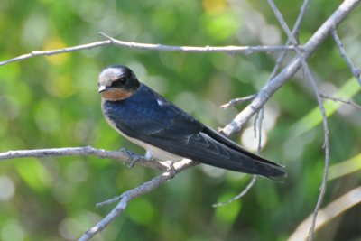 Barn Swallow 47