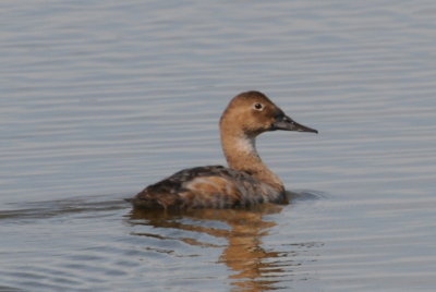 Canvasback 47