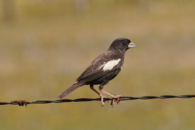 Lark Bunting Yellowgrass