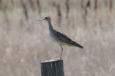Upland Sandpiper Yellow Grass grid