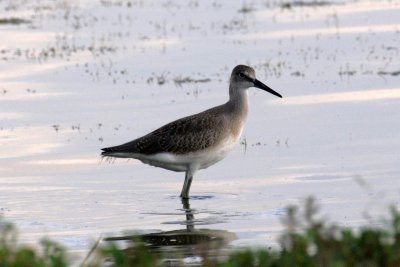 Willet