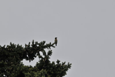 Red Crossbill