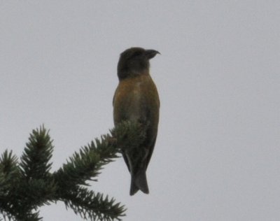 Red Crossbill