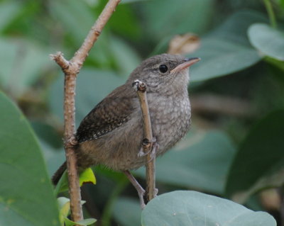 House Wren Juv.