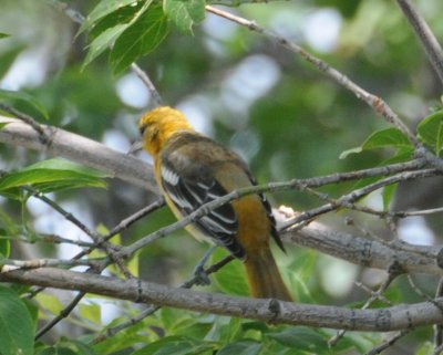 Baltimore Oriole