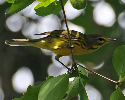 Prairie Warbler (Setophaga discolor)