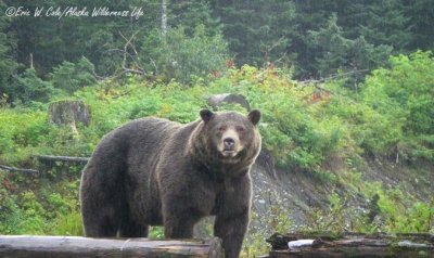 Yakutat Monster