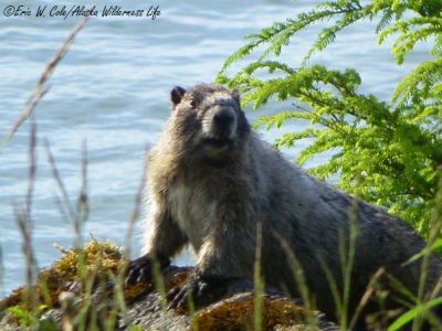 Marmot Neighbor