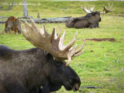 Moose at Portage