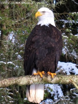 Klawock Eagle