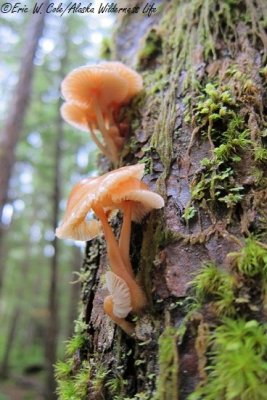Mushrooms,  Moss