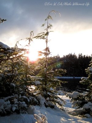 Young Hemlock