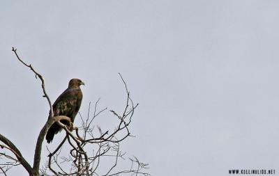 this hawk would not look at me !