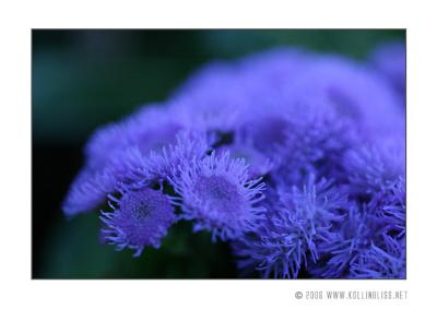 blue-anemones.jpg
