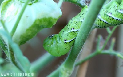 tomatoworm-eattomato01.jpg