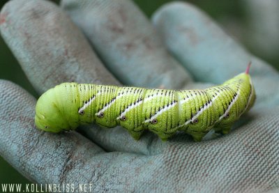 tomatoworm-glove01.jpg