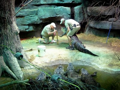 Inspecting the Alligator