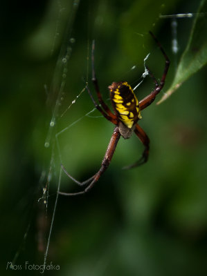 Green and Yellow Garden Spider