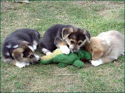 Pack of Dogs Kill Alligator