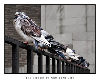 the pigeons of nyc