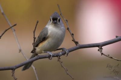 November 10, 2005: Titmouse