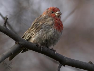 November 11, 2005: House Finch