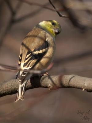 November 12, 2005: American Goldfinch