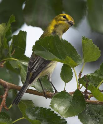 November 16, 2005: Black-throated Green Warbler