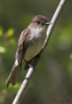 April 26, 2005: Eastern Phoebe