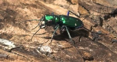 May 2, 2006: Six Spotted Green Tiger Beetle