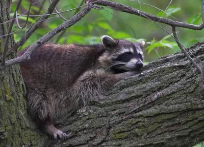 May 3, 2006: Racoon in a Tree