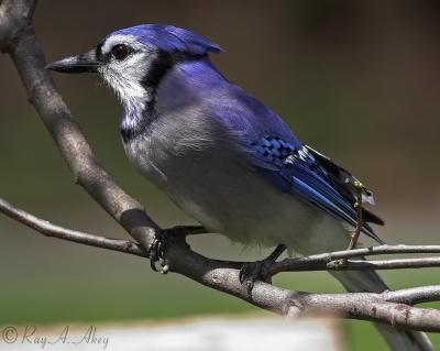 May 4, 2006: Blue Jay