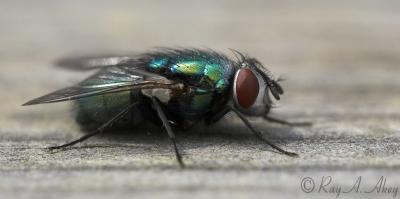 May 5, 2006: Blow Fly (lucilia)