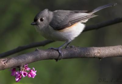 May 6, 2006: Tufted Titmouse