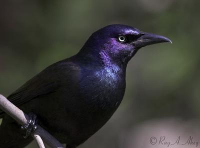 May 7, 2006: Common Grackle