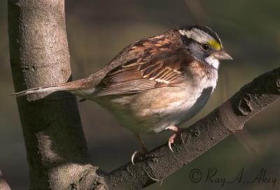 May 8, 2006: White-throated Sparrow