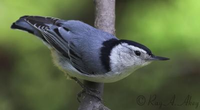 May 9, 2006: White-breasted Nuthatch