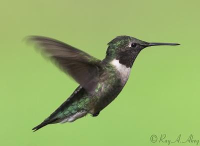 May 11, 2006: Ruby-throated Hummingbird